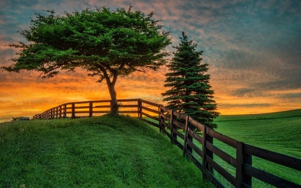 Man Made Fence Tree Sunset Earth Field Grass Green Sky Pine HD Wallpaper | Background Image