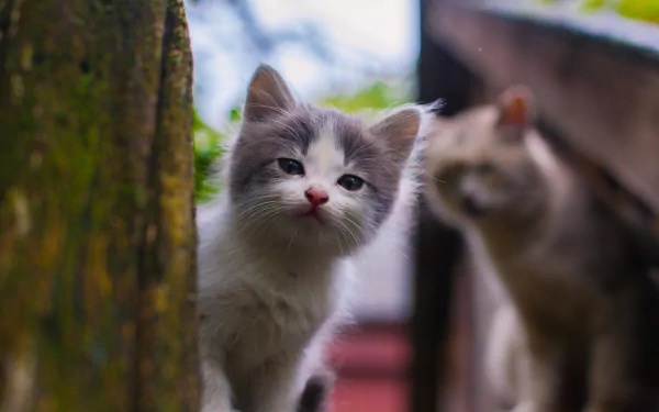 Animal, cat — HD PC desktop wallpaper and background showing a curious grey-and-white kitten peeking from behind a tree with a second cat softly blurred in the background.