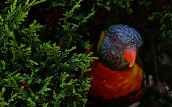 Vibrant rainbow lorikeet parrot peeking through dense green foliage, captured in stunning HD detail for a vivid PC desktop wallpaper and background.