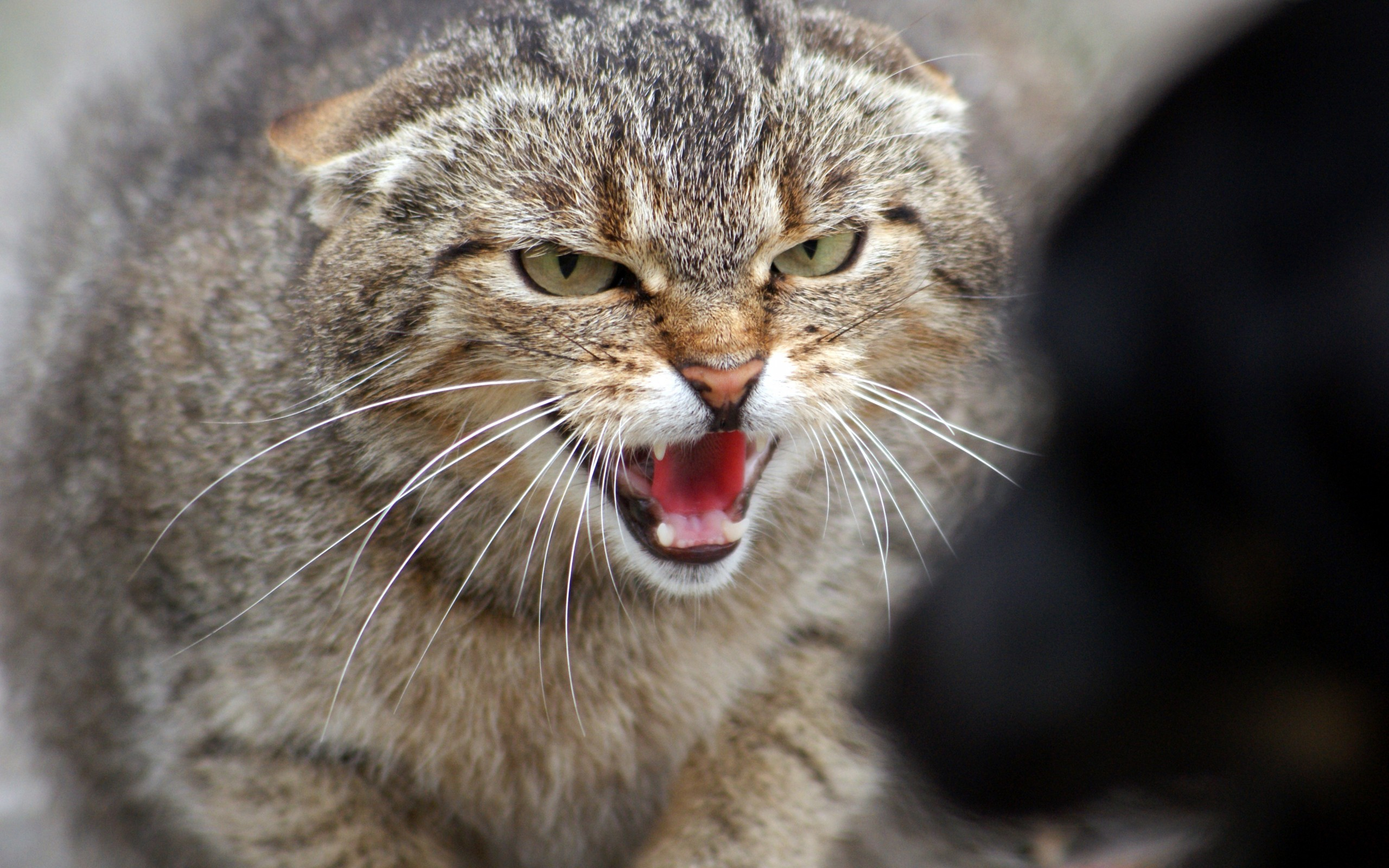 Pallas's Cat Full HD Wallpaper and Background Image | 2560x1600 | ID:544078