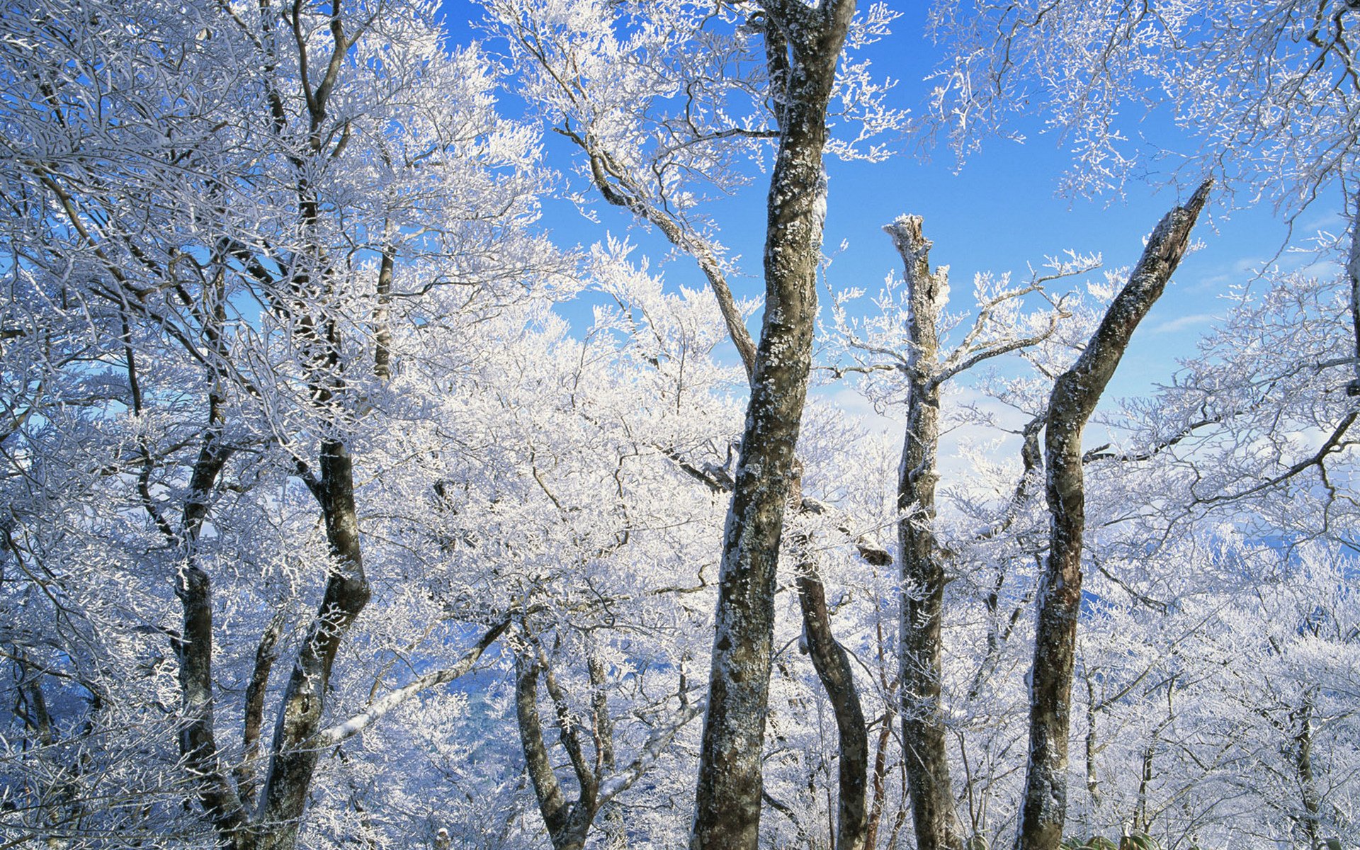 Download Nature Tree HD Wallpaper