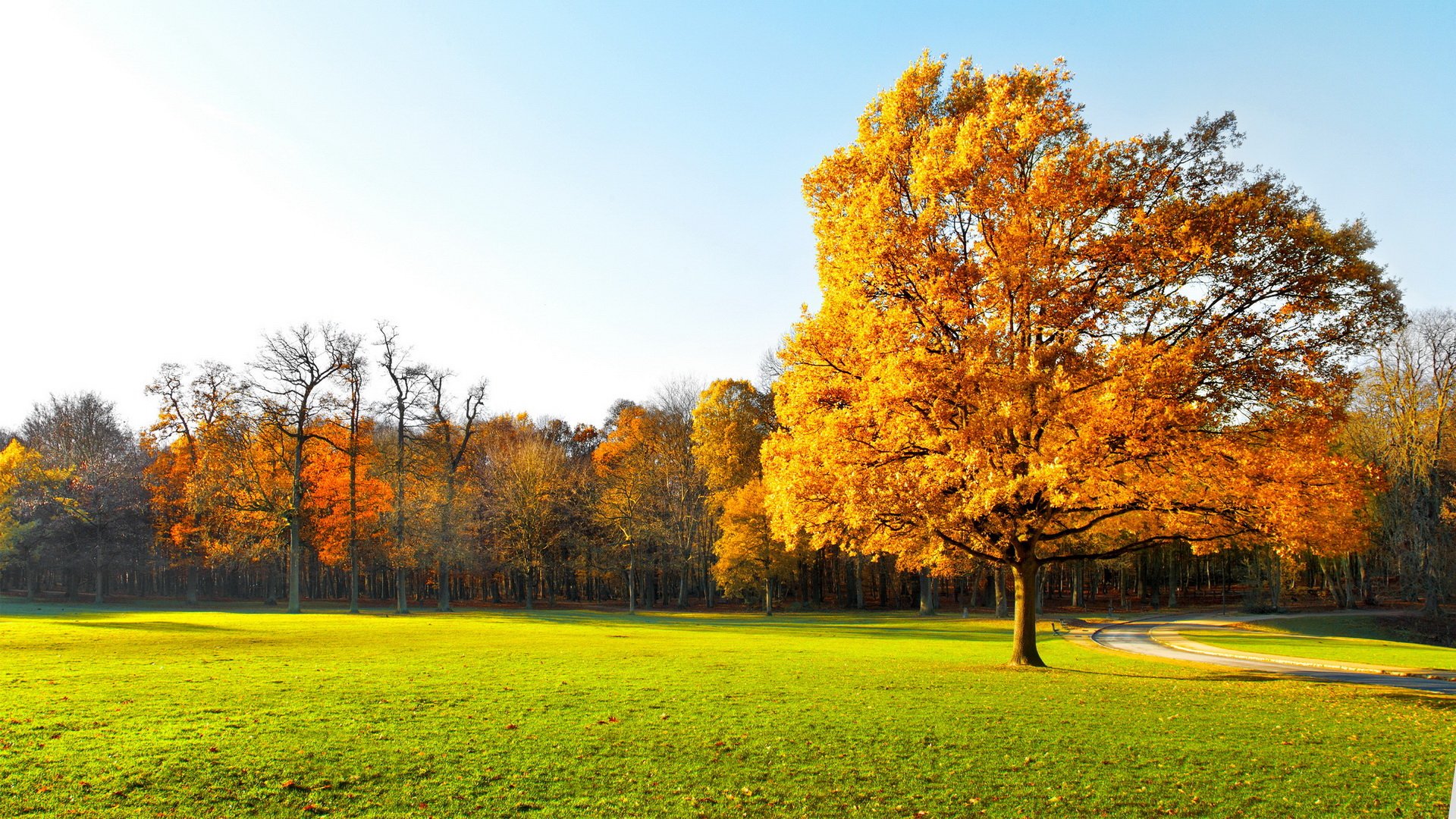 HD PC desktop wallpaper: vivid fall nature scene with a lone golden tree on a sunlit green lawn, a winding path toward a forest under a clear blue sky.