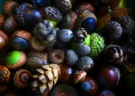pine cone nut nature acorn HD Desktop Wallpaper | Background Image