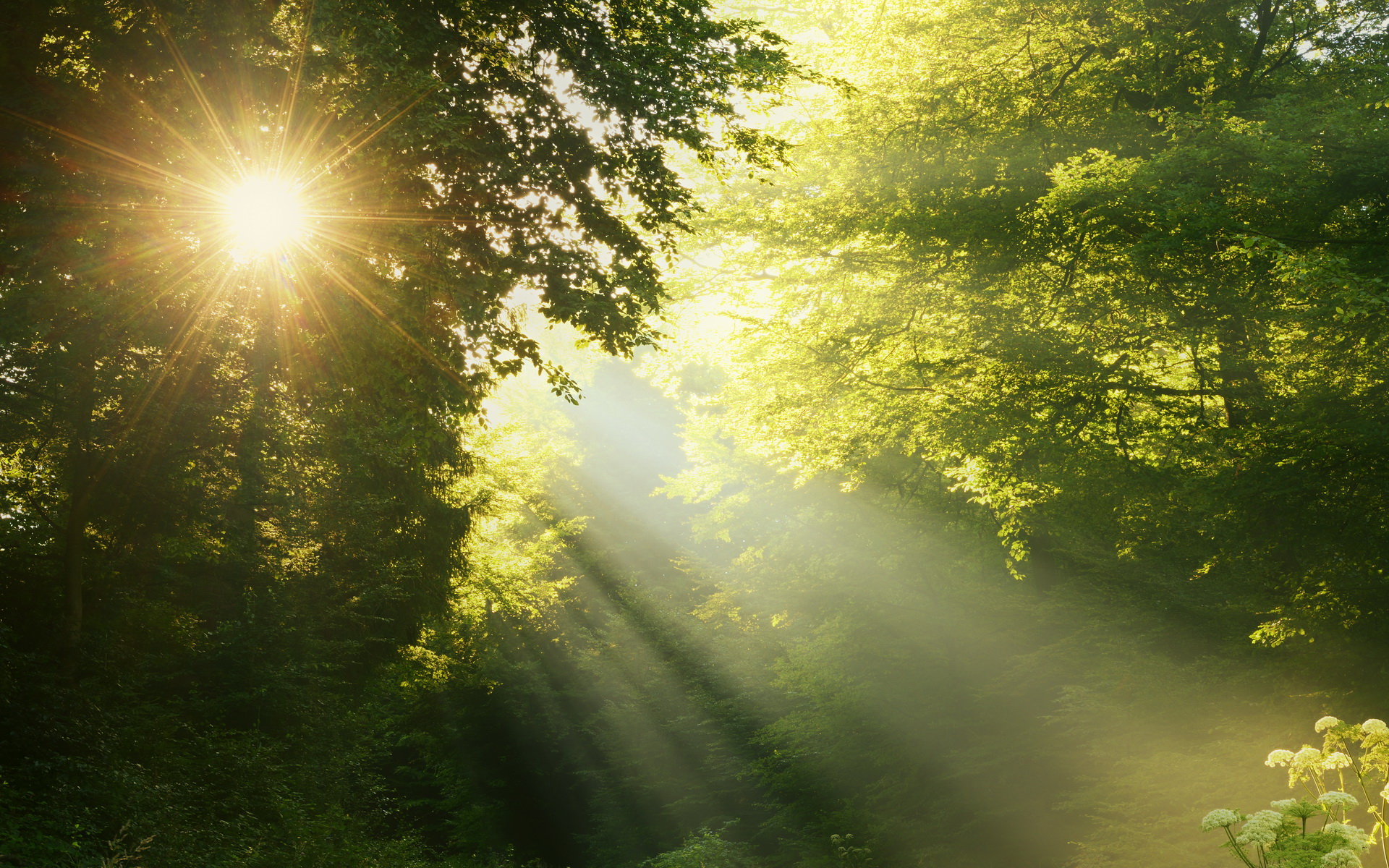 Download Nature Sunbeam HD Wallpaper