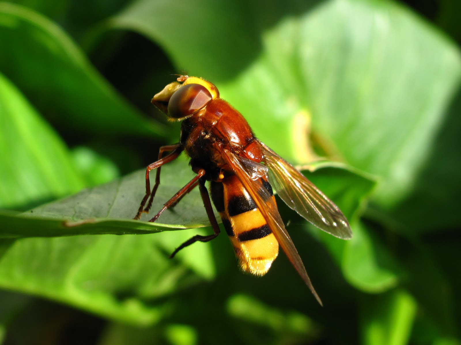 Animal Hoverfly HD Wallpaper | Background Image