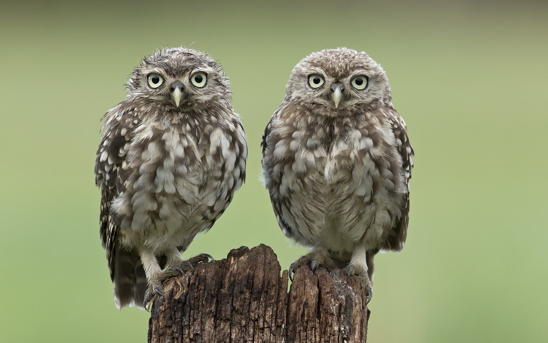 HD Owl Duo: Stunning Animal Wallpaper Close-Up | 1920x1200 | Wallpaper ...