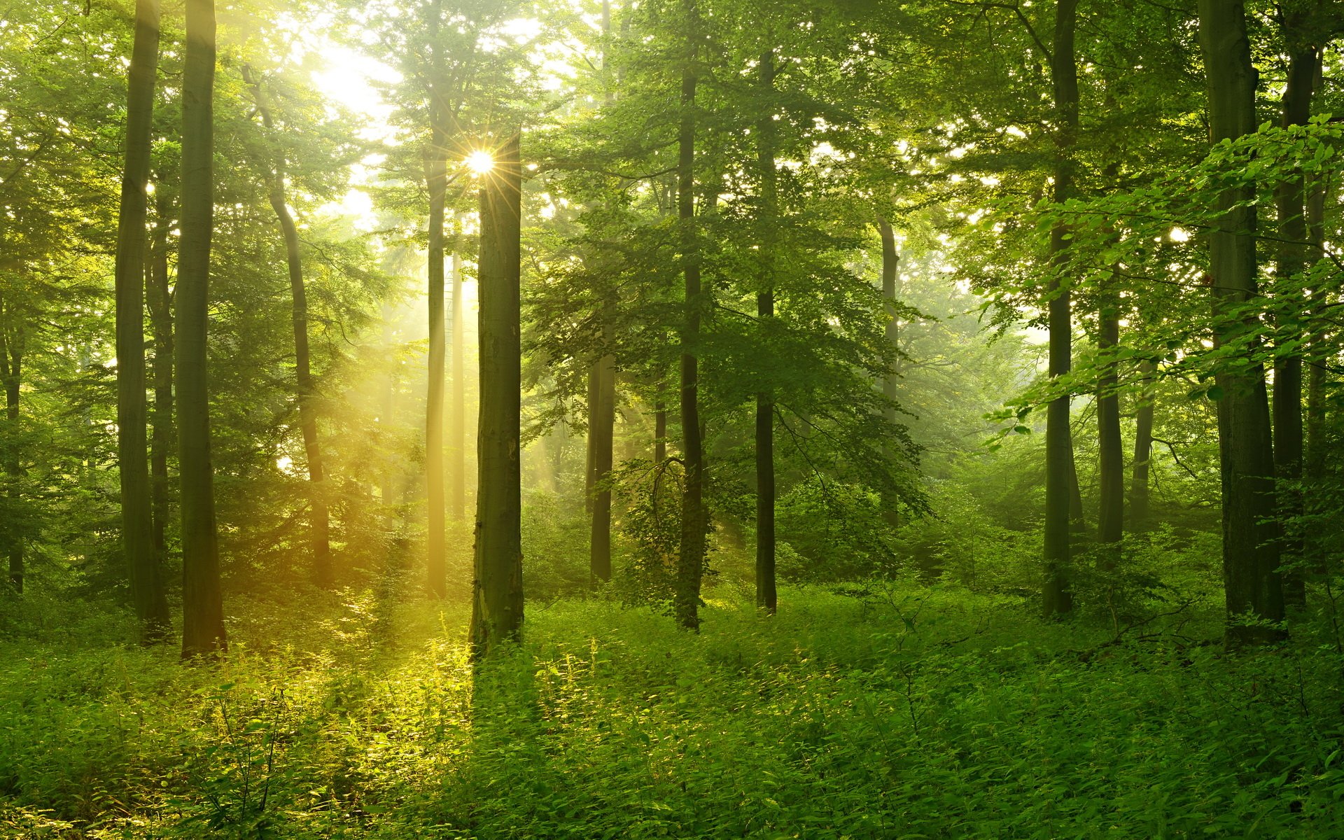Forest Hd Wallpaper Free Download 4K Forest Wallpapers High Quality