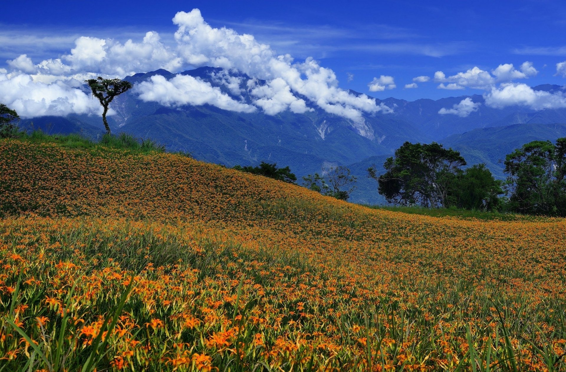 Download Cloud Mountain Flower Nature Field HD Wallpaper