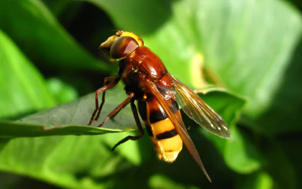 syrphid flies macro close-up insect fly Animal hoverfly HD Desktop Wallpaper | Background Image