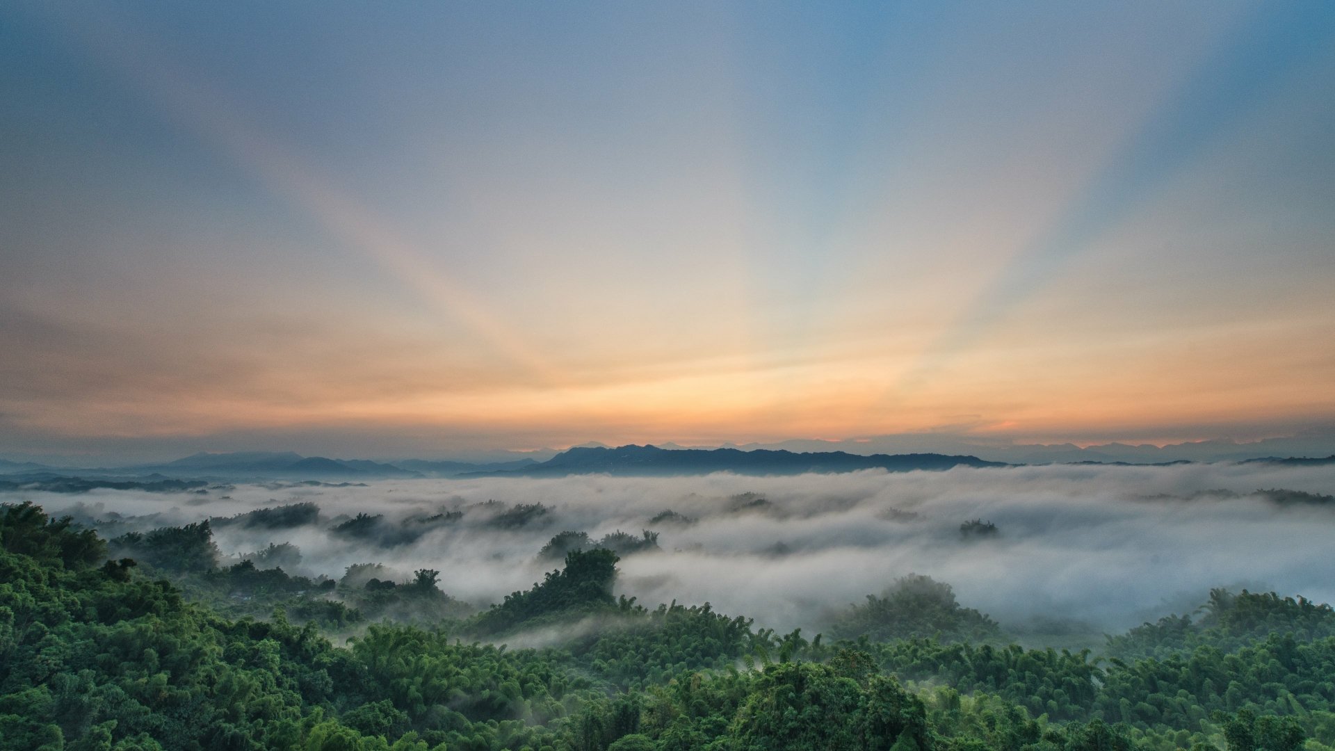 Nature Fog 4k Ultra HD Wallpaper