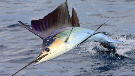HD desktop wallpaper featuring a sailfish leaping out of the water. The stunning details and vibrant colors make it a captivating background for any screen.