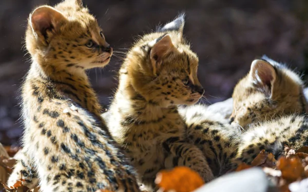 A serene scene featuring playful serval cubs with striking spots, basking in soft sunlight. This vibrant image makes a stunning HD desktop wallpaper and background.