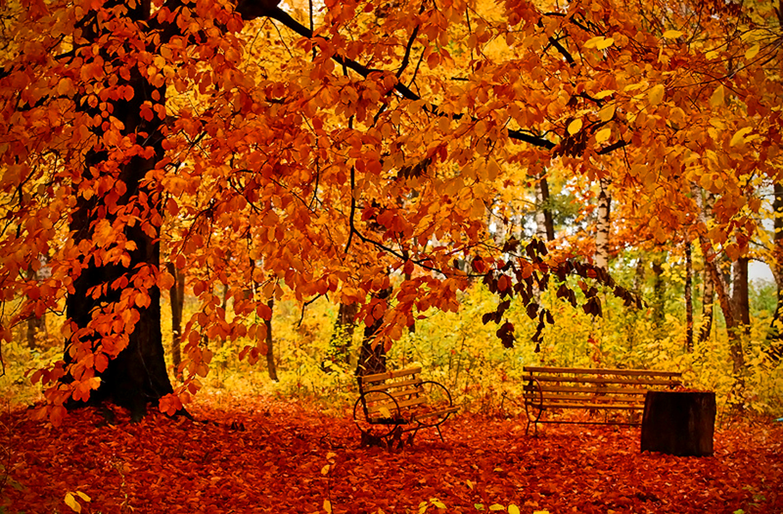 Photography Fall HD Wallpaper | Background Image