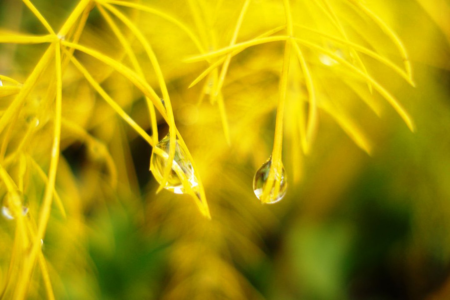 Download Nature Water Drop Wallpaper