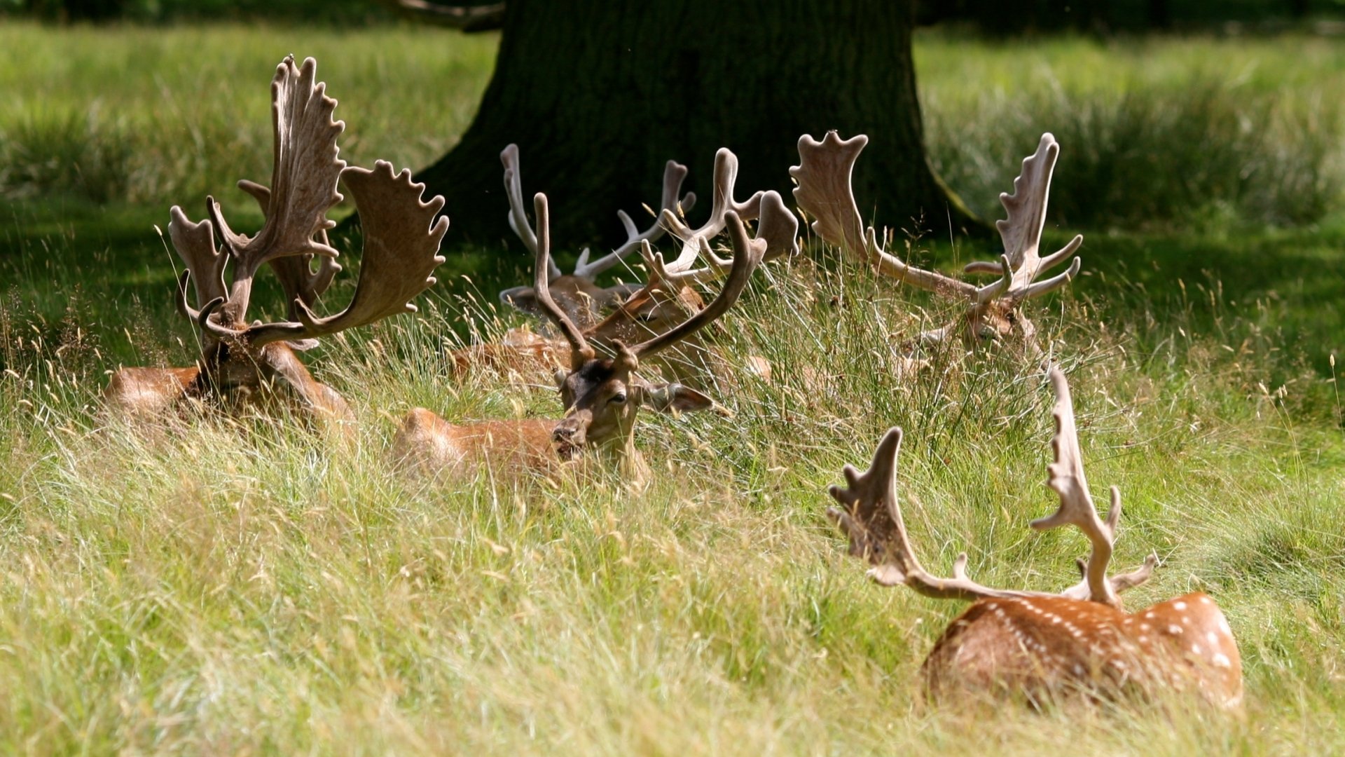 Antlers under a tree