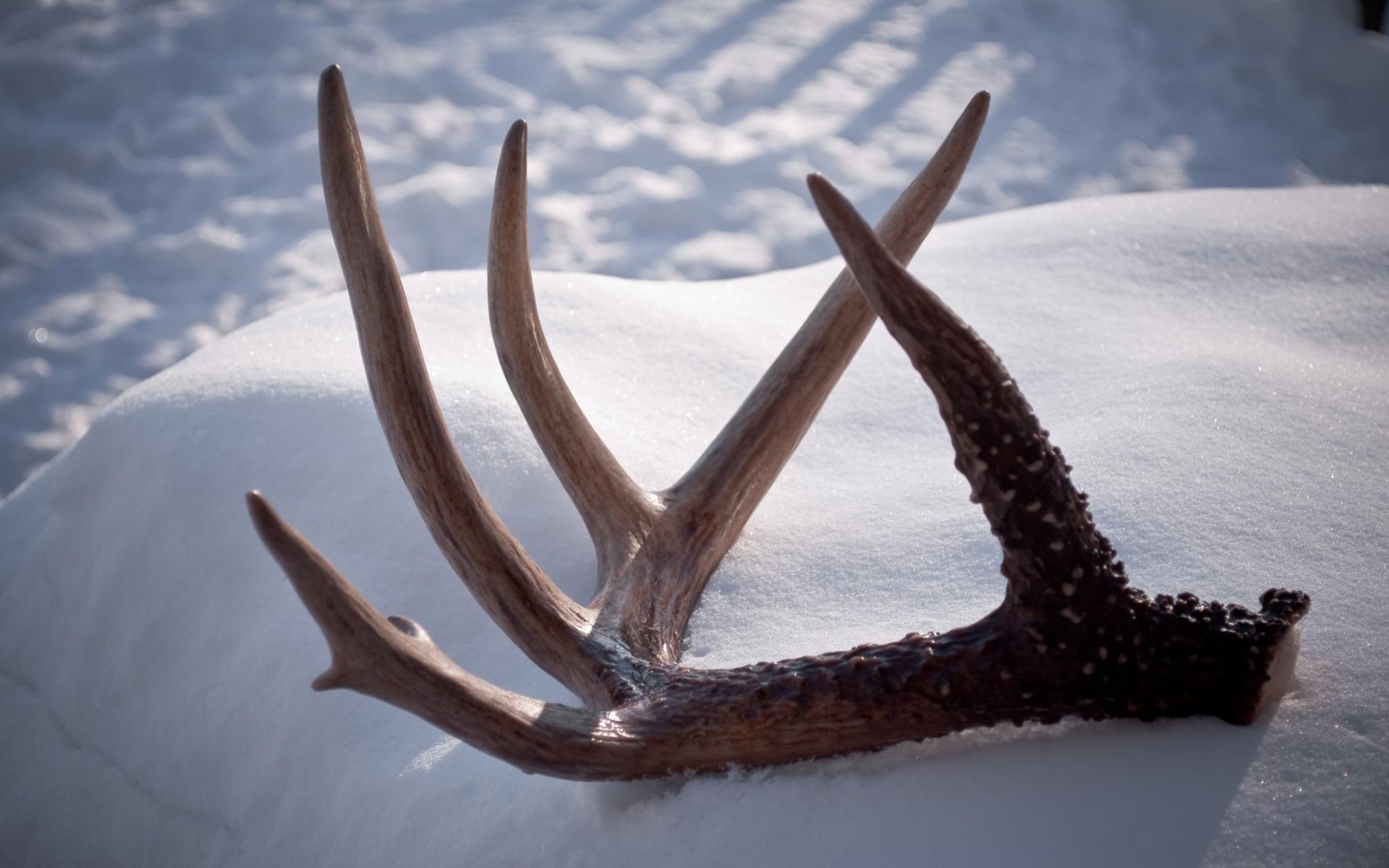 Photography Antler HD Wallpaper