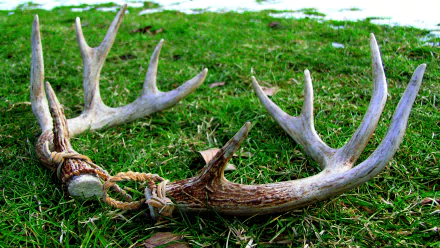  Antlers in the grass