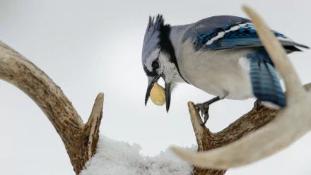 HD PC desktop wallpaper and background: a blue jay bird (animal) perched on antlers in the snow, clutching a seed.
