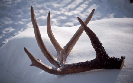 photography antler HD Desktop Wallpaper | Background Image