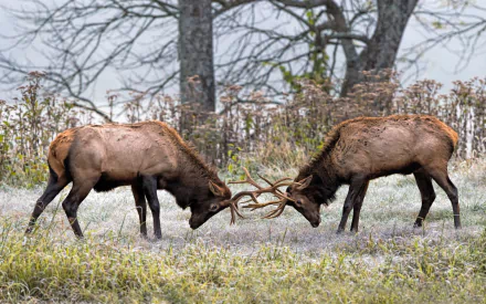 Two elk locking antlers in a misty field, close-up animal confrontation — HD PC desktop wallpaper/background showcasing rugged antler detail and a woodland backdrop.