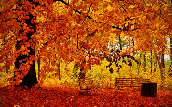 Photography Fall Bench HD Wallpaper | Background Image