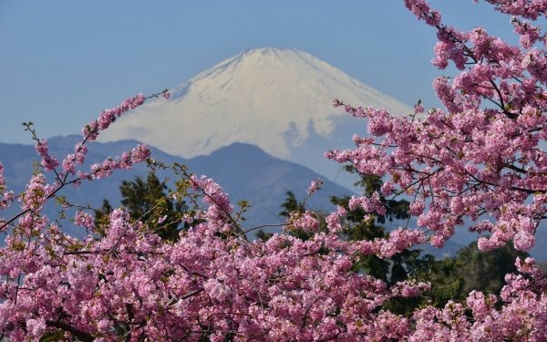 Nature Mount Fuji Volcanoes Sakura Spring Japan HD Wallpaper | Background Image