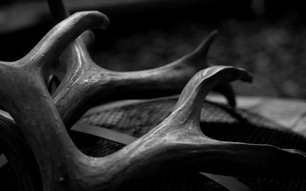  Antler magic