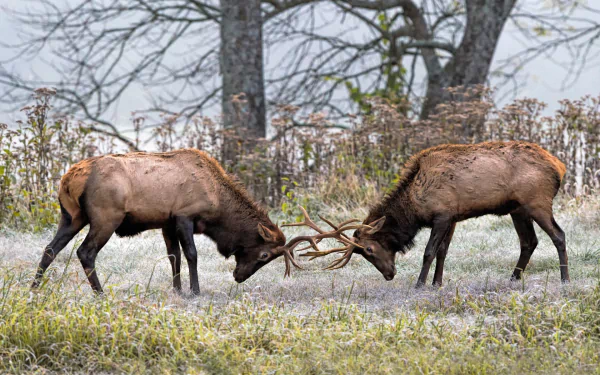 Two elk locking antlers in a misty field, close-up animal confrontation — HD PC desktop wallpaper/background showcasing rugged antler detail and a woodland backdrop.