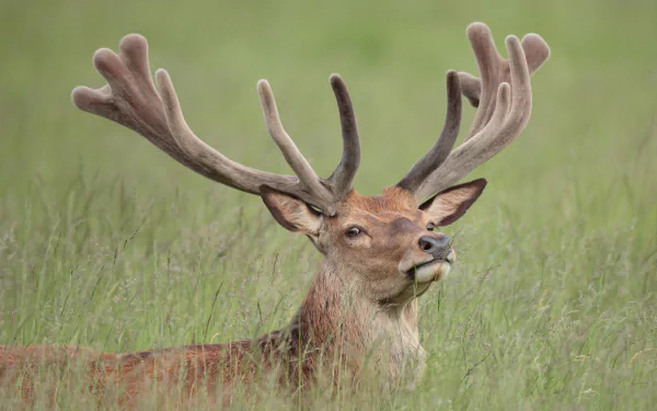 Animal reindeer HD Desktop Wallpaper | Background Image