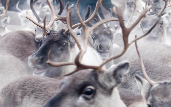 Animal reindeer HD Desktop Wallpaper | Background Image