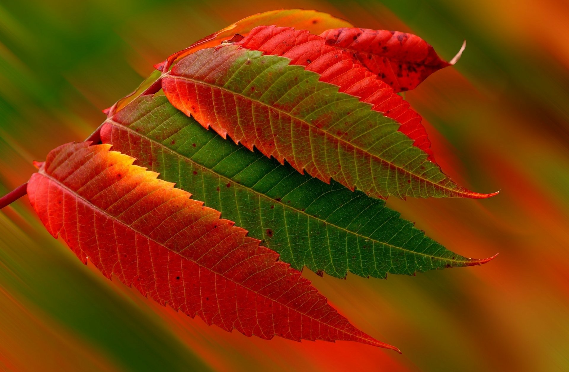 Vibrant green and red leaves bask in warm sunshine, capturing the essence of fall. This HD desktop wallpaper beautifully illustrates nature's seasonal transformation.