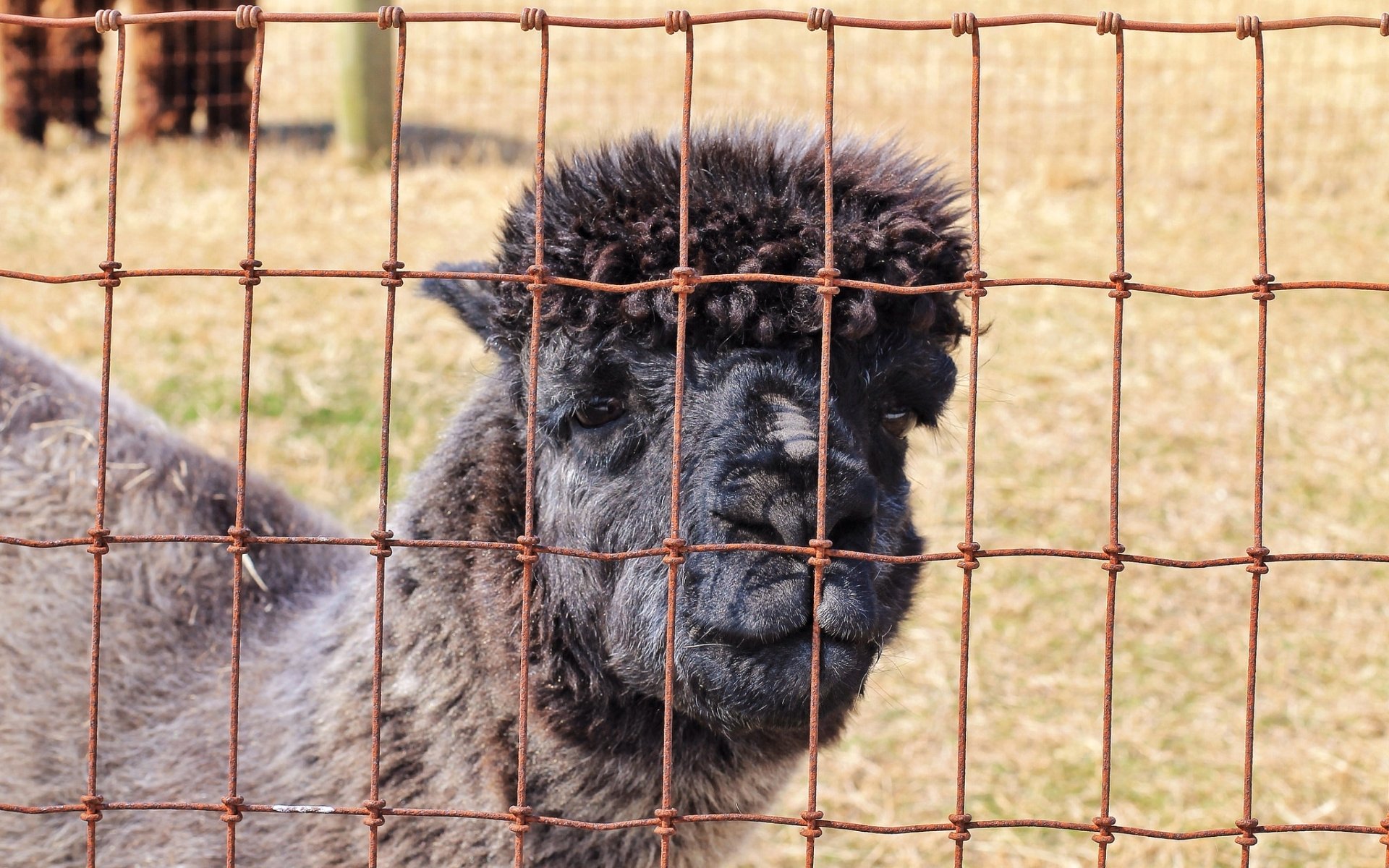 Download Animal Alpaca HD Wallpaper