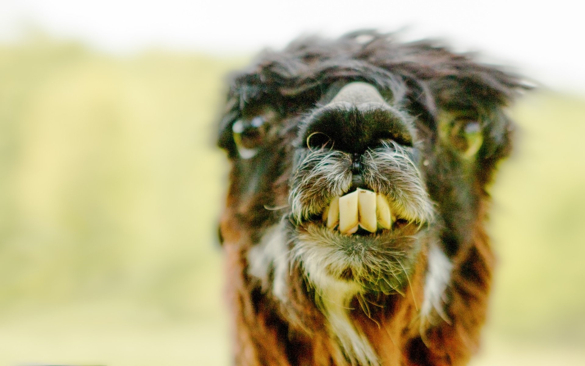 Alpaca Face HD Wallpaper | Background Image | 1920x1200