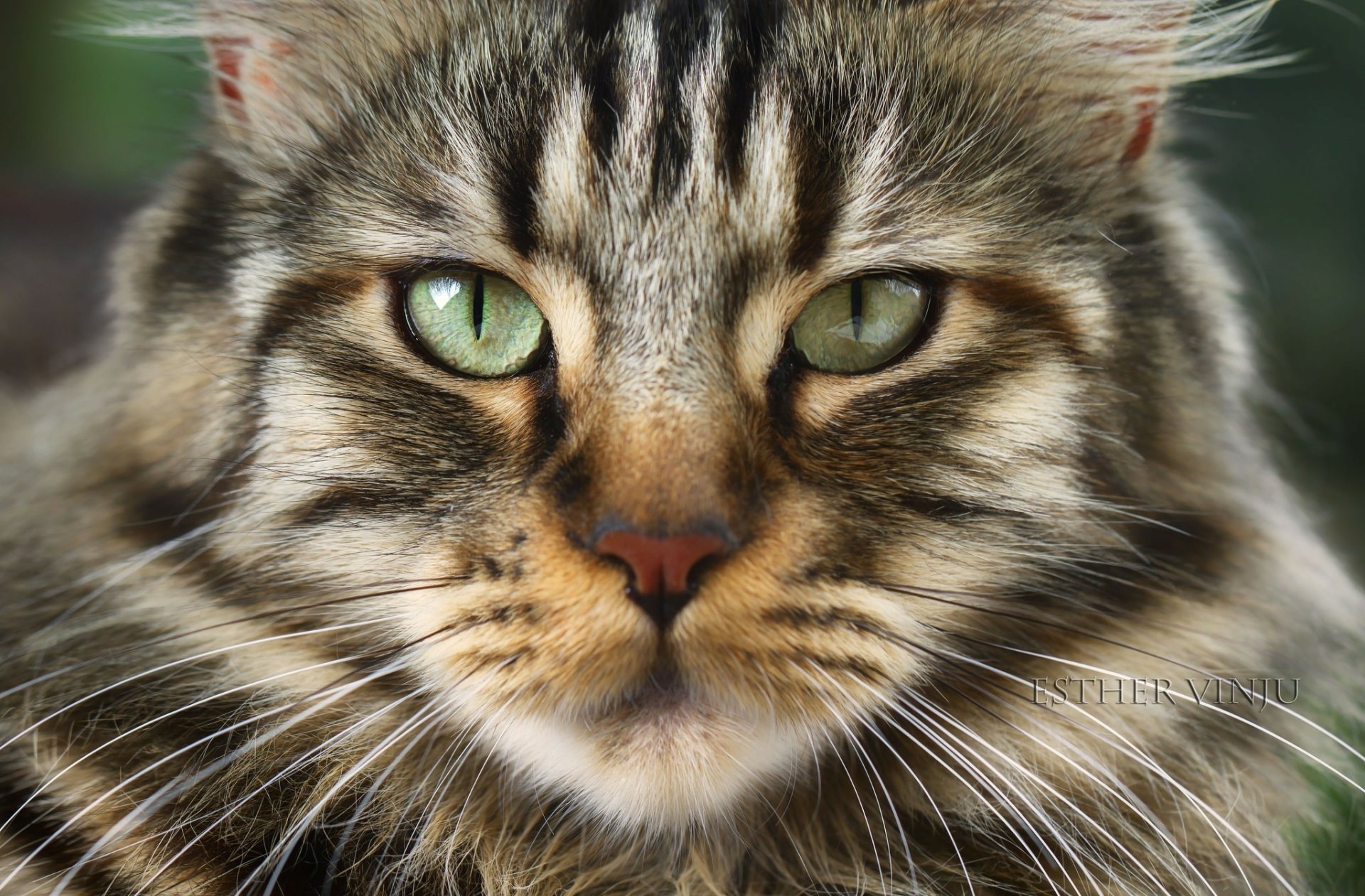 Close-up HD desktop wallpaper of a tabby cat with green eyes and detailed fur texture.