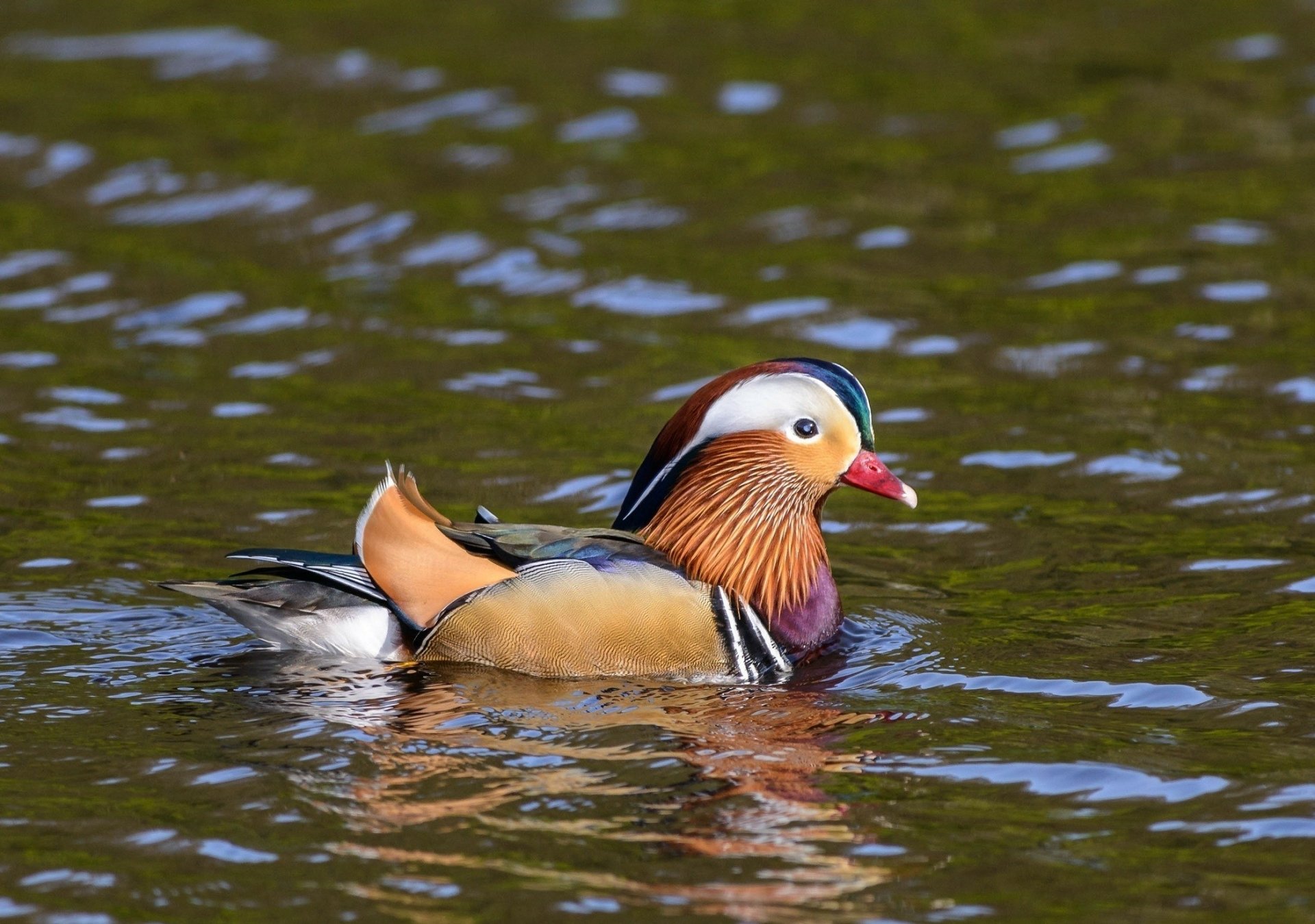 Download Bird Animal Mandarin Duck HD Wallpaper