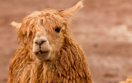 Animal alpaca HD Desktop Wallpaper | Background Image