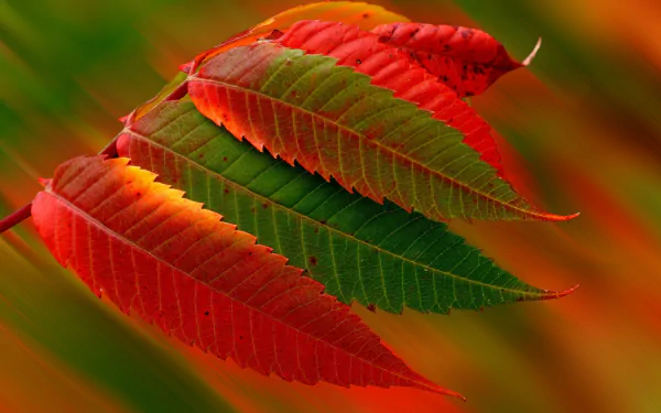 Vibrant green and red leaves bask in warm sunshine, capturing the essence of fall. This HD desktop wallpaper beautifully illustrates nature's seasonal transformation.