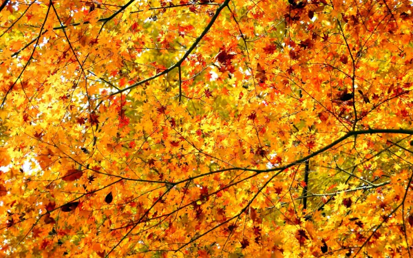 HD PC desktop wallpaper and background: sunlit autumn leaves forming a golden canopy, orange-yellow foliage and slender branches backlit by bright sunshine.