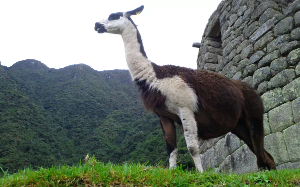 Alpaca standing on a grassy terrace beside ancient stone walls with misty green mountains — 2K Quad HD PC desktop wallpaper and background.