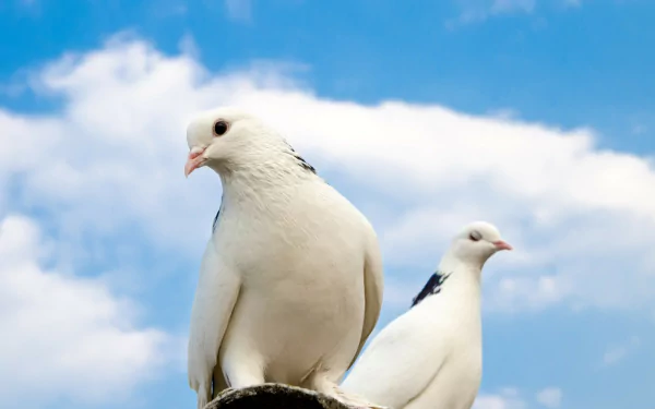A serene HD wallpaper featuring a couple of white doves against a clear blue sky, capturing the beauty of nature and the elegance of these animals.