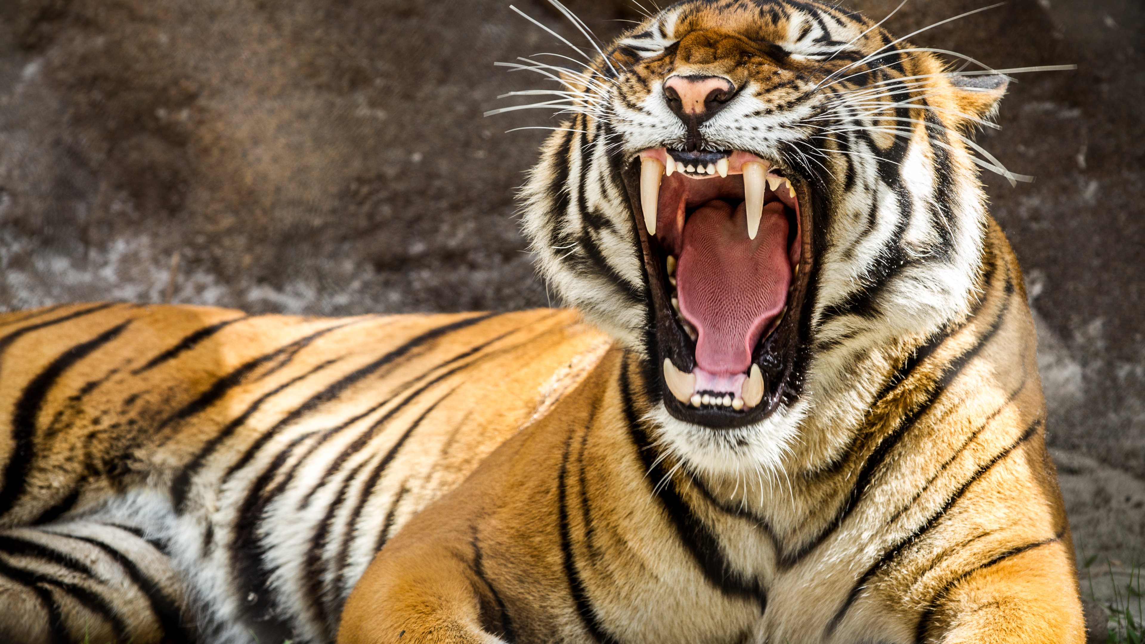 Majestic Tiger Roar 4K Ultra HD Wallpaper Majestic Tiger Roar 4K Ultra HD Wallpaper