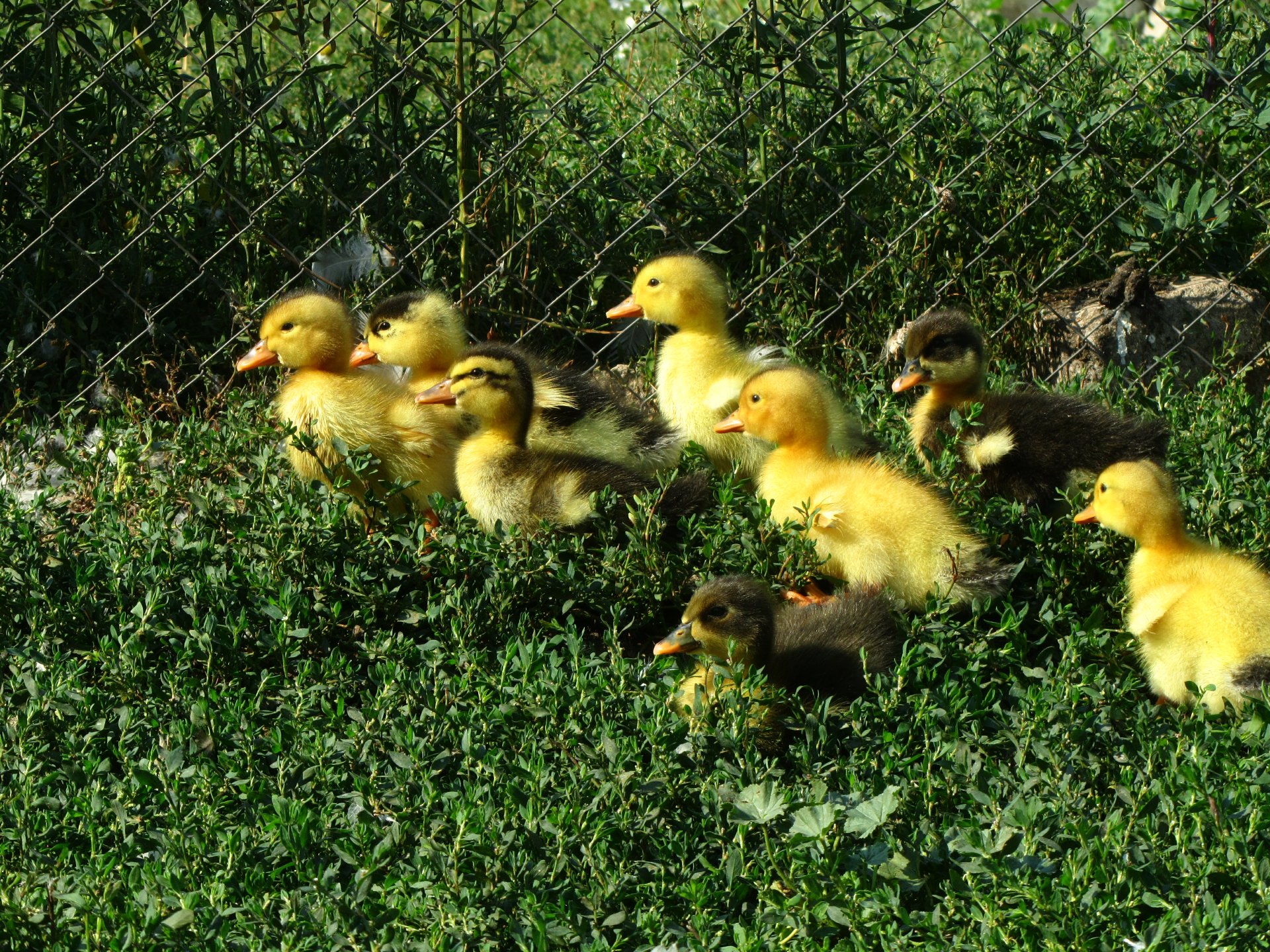 Download Animal Duck 4k Ultra HD Wallpaper by Vergilius