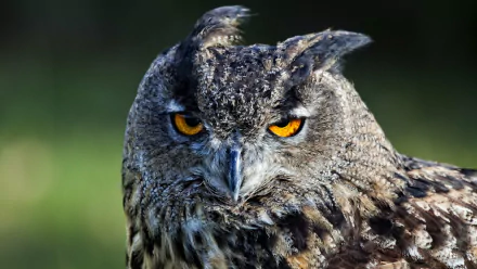 HD wallpaper featuring a close-up of an owl with striking orange eyes and detailed plumage, set against a blurred green background.