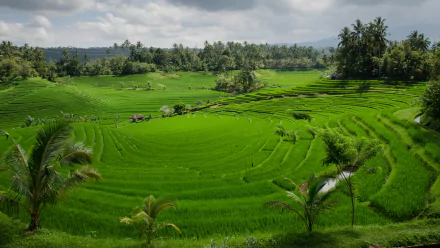 4K Ultra HD image of vibrant green man-made rice terraces under a cloudy sky, showcasing lush agricultural landscape and tropical vegetation as a scenic desktop wallpaper.