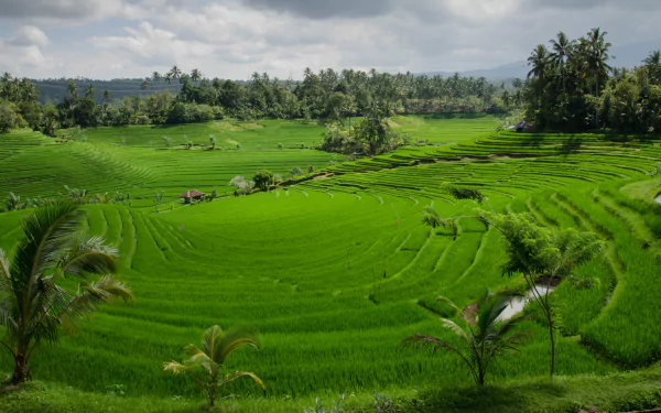 4K Ultra HD image of vibrant green man-made rice terraces under a cloudy sky, showcasing lush agricultural landscape and tropical vegetation as a scenic desktop wallpaper.