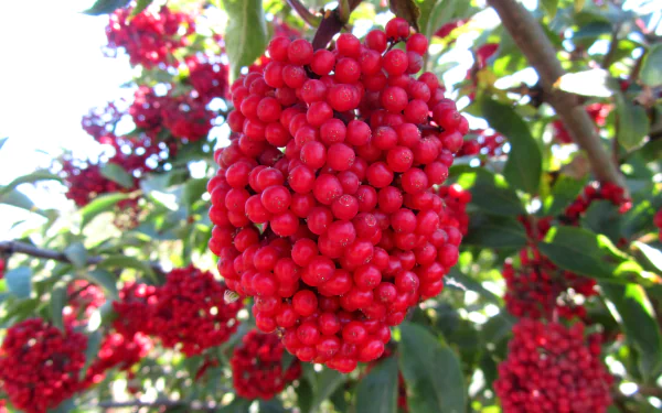 Vibrant cluster of red berries on a leafy branch captured in sharp detail, presented as a 4K Ultra HD PC desktop wallpaper and background.