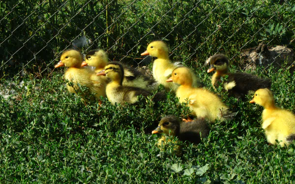 Animal duck HD Desktop Wallpaper | Background Image