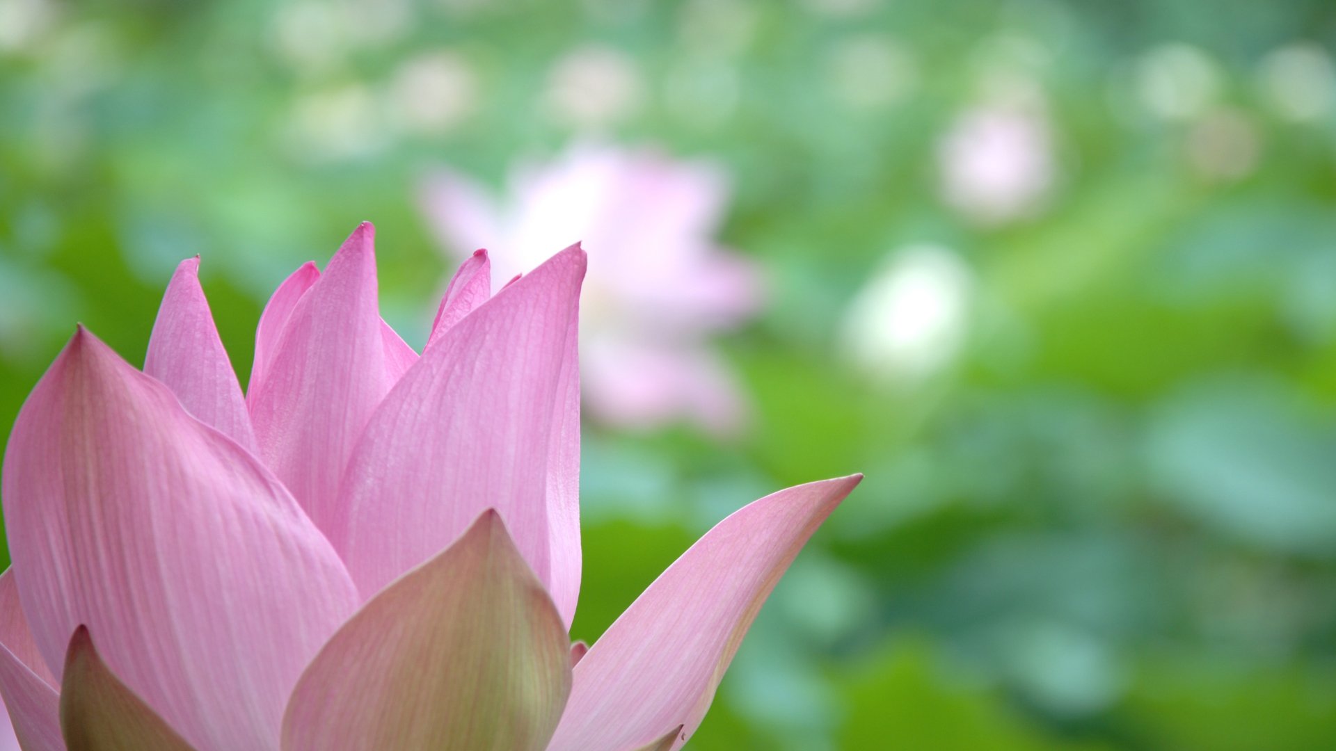 Close-up of pink lotus petals with a blurred green pond and distant blooms, 4K Ultra HD nature wallpaper and PC desktop background.