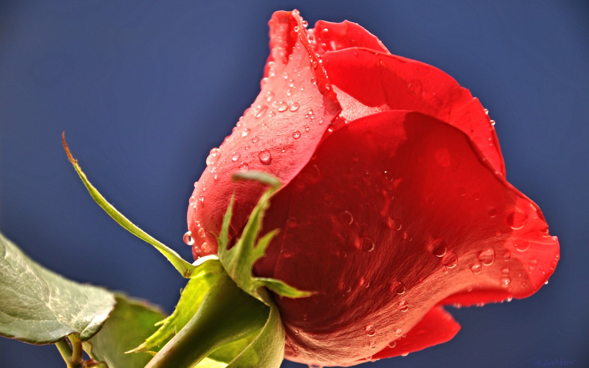 Download Nature Rose HD Wallpaper