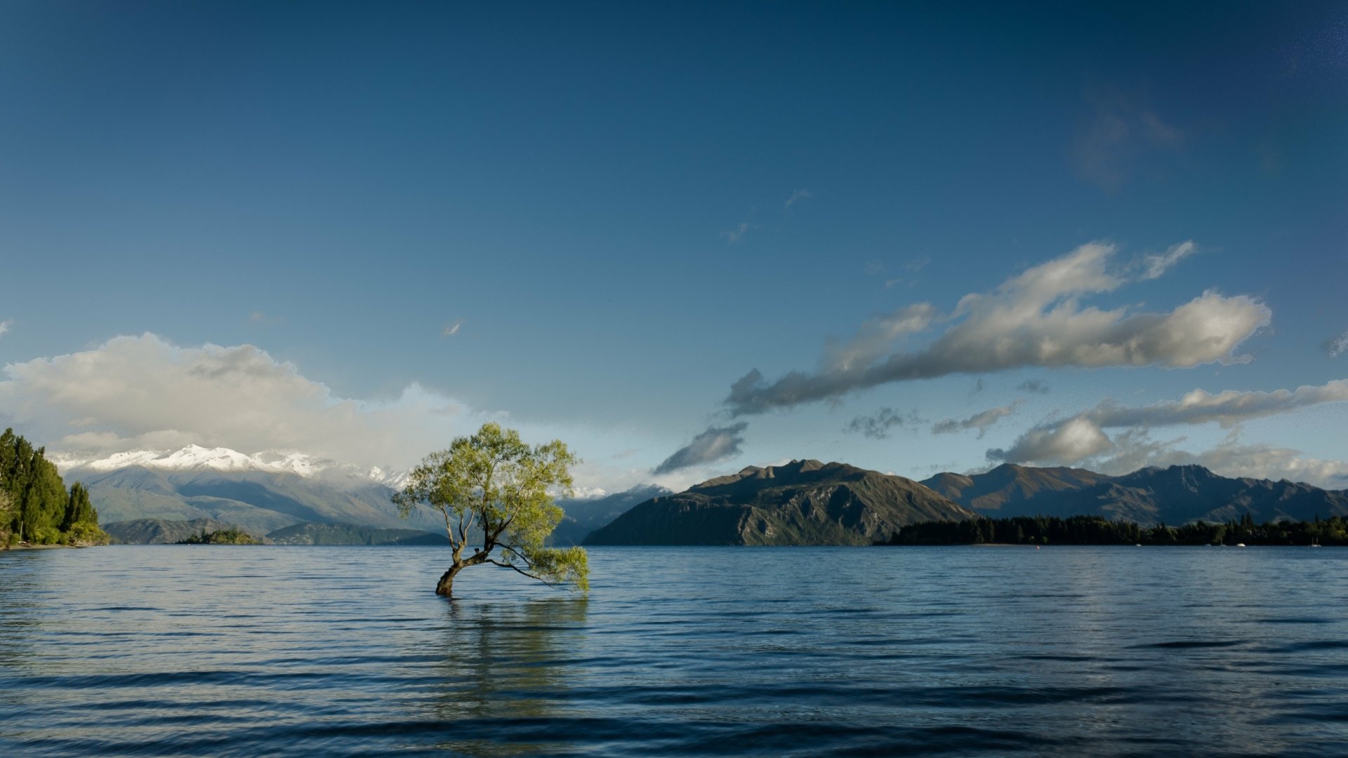 HD desktop wallpaper of a solitary tree standing in a lake, with distant mountains and a cloudy blue sky in the background.